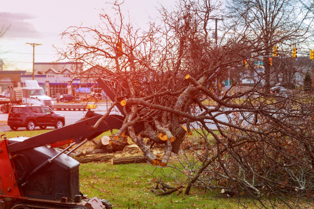 Tree and Shrub Care in Oakhurst, OK