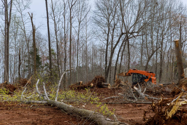 How Our Tree Care Process Works  in  Oakhurst, OK