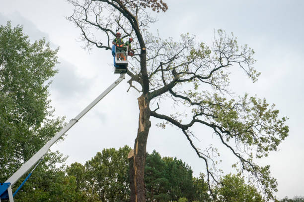 Best Firewood Processing and Delivery  in Oakhurst, OK